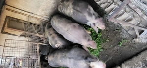 Porci de vanzare 15 kg - imagine 5