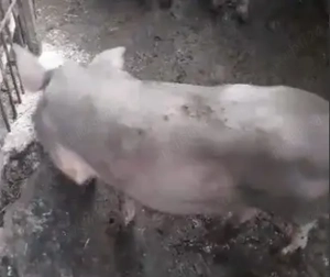 Purcei de vanzare - imagine 2