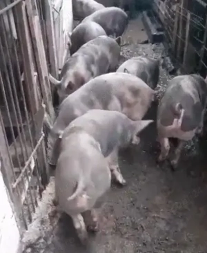 Purcei de vanzare - imagine 3