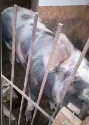 Porci pentru sacrificat