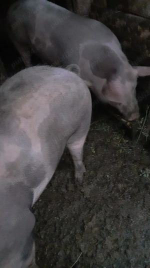 Porci pentru sacrificat - imagine 3