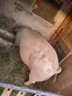 Vând porc pentru sacrificat de Crăciun 