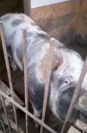 Porci pentru sacrificat - imagine 2