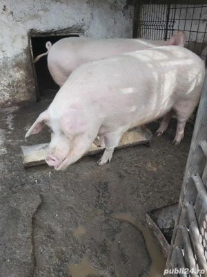 porci de vanzare  - imagine 3
