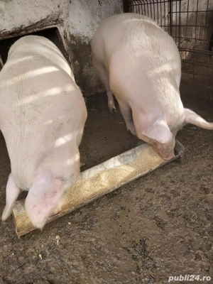 porci de vanzare  - imagine 5