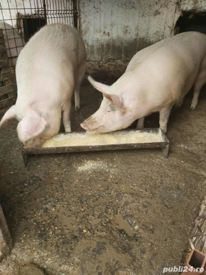 porci de vanzare 