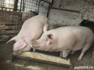porci de vanzare  - imagine 2