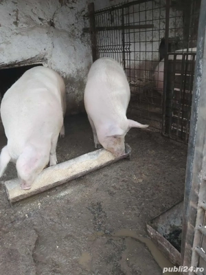 porci de vanzare  - imagine 4
