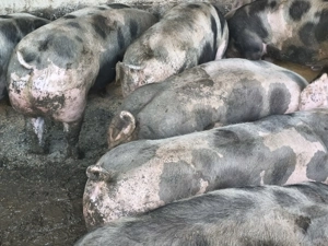 Porci de carne  - imagine 3