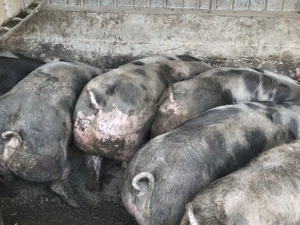 Porci de carne  - imagine 2