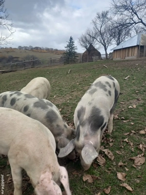 Porci de vanzare  - imagine 3