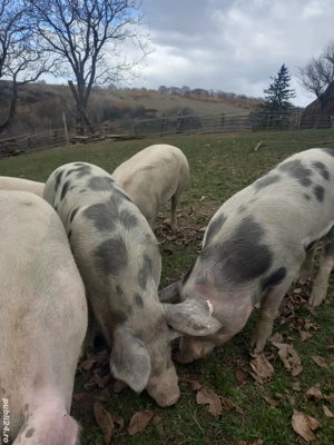 Porci de vanzare  - imagine 2