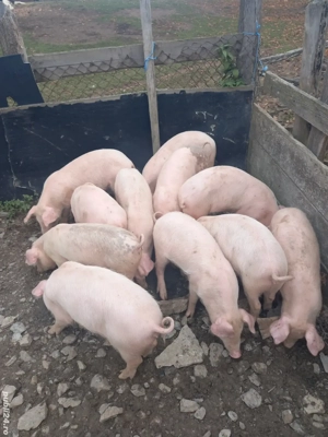 Purcei de vânzare  - imagine 3