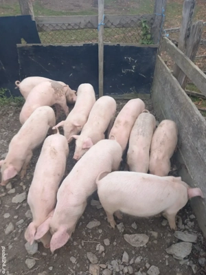 Purcei de vânzare  - imagine 2