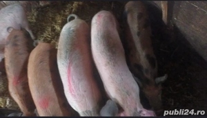 purcei de vanzare - imagine 2