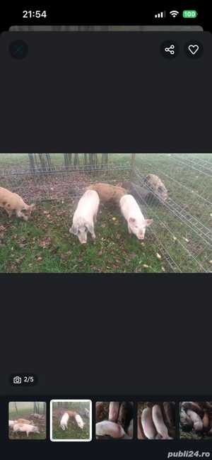 purcei de vanzare - imagine 5