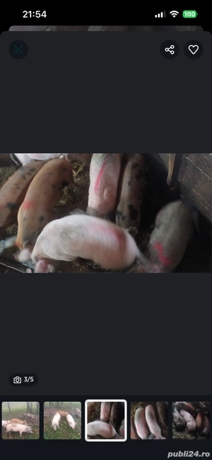 purcei de vanzare - imagine 3