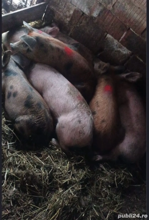 purcei de vanzare - imagine 4