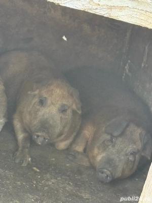 vand porci de sacrificat - imagine 3