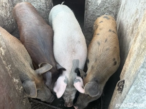 vand porci de sacrificat - imagine 2