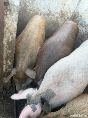 vand porci de sacrificat - imagine 4