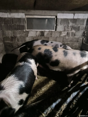 Vând porci  - imagine 3