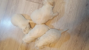 Vând bichoni Maltez 