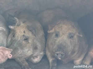 vand porci de sacrificat - imagine 5