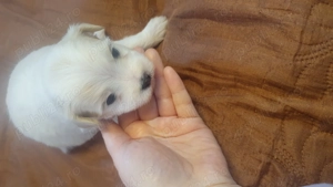 Vând bichoni Maltez  - imagine 4