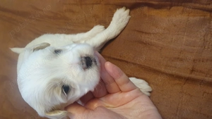 Vând bichoni Maltez  - imagine 5