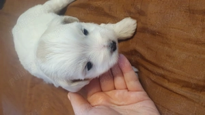 Vând bichoni Maltez  - imagine 2