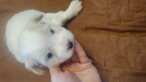 Vând bichoni Maltez  - imagine 3