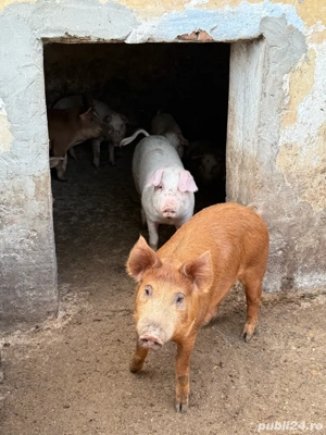 vand porci la 3 luni - imagine 5