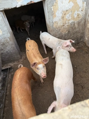 vand porci la 3 luni - imagine 3