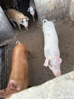 vand porci la 3 luni