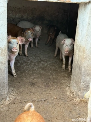 vand porci la 3 luni - imagine 4