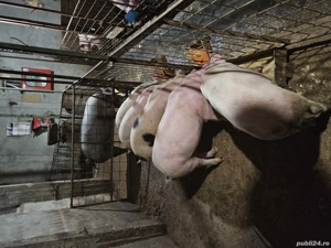 Vand porci  - imagine 2