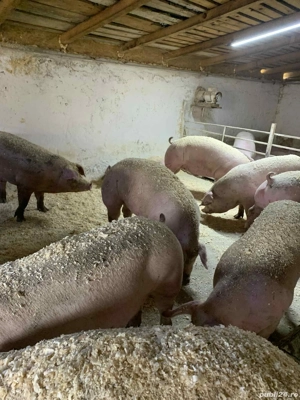 poeci de vanzare   - imagine 5