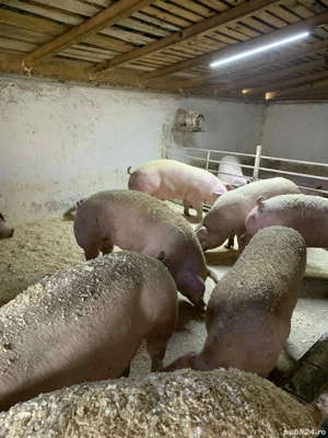 poeci de vanzare   - imagine 4