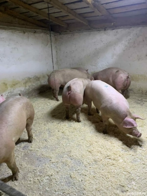 poeci de vanzare   - imagine 3