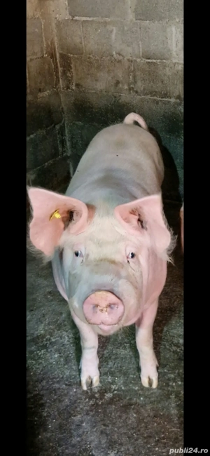 Scroafe Marele Alb  - imagine 2