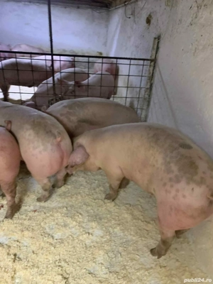 poeci de vanzare   - imagine 2