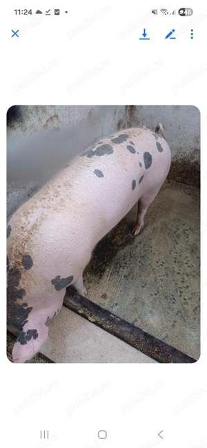 Vand porc in localitatea Decebal aprox 120 kg - imagine 2
