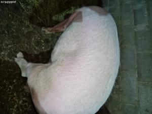 Scroafe Marele Alb  - imagine 4