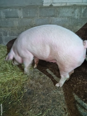 Scroafe Marele Alb  - imagine 3