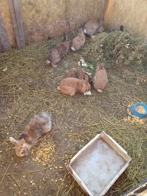 iepuri de vânzare  - imagine 2