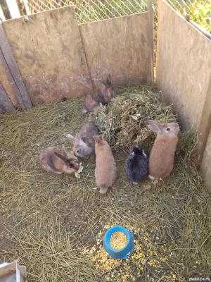 iepuri de vânzare  - imagine 3