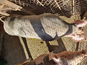 Vând scroafa de carne, crescuta natural. Relații la telefon  . 