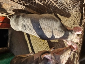 Vând scroafa de carne, crescuta natural. Relații la telefon  .  - imagine 3