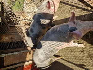 Vând scroafa de carne, crescuta natural. Relații la telefon  .  - imagine 5